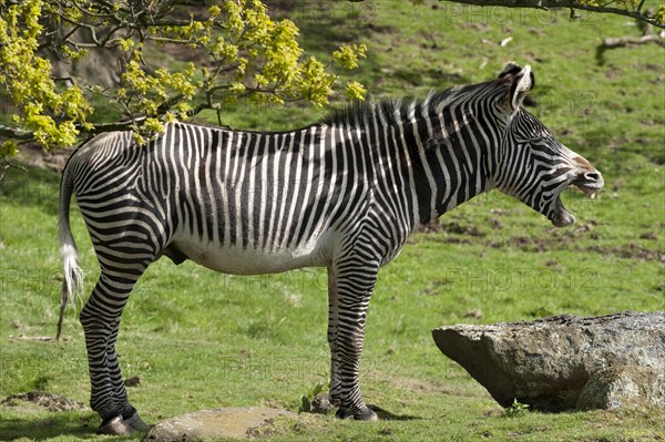 Grevy's Zebra (Equus grevyi)