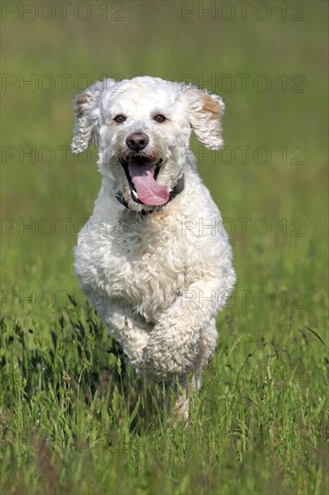 Labradoodle