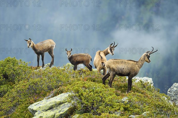 Group chamois (Rupicapra rupicapra) with pups