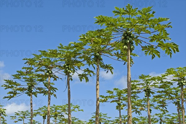 Papaya plantation