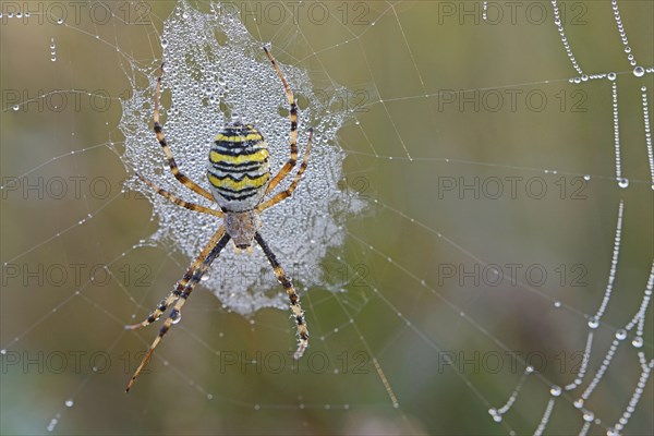 Wasp Spider (Argiope bruennichi) on a spider's web