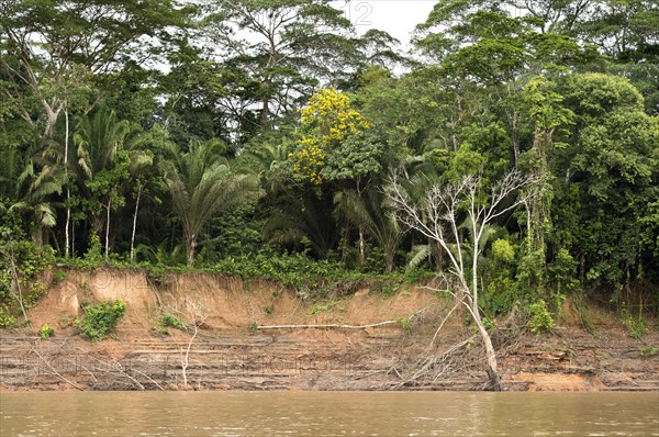 Riverside vegetation along the Tambopata River