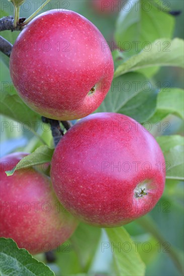 Red apples