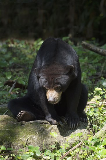 Sun Bear (Helarctos malayanus)