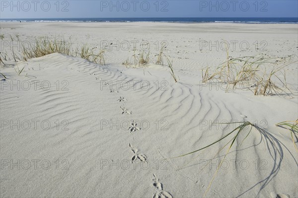 Dune with beach grass (Ammophila arenaria)