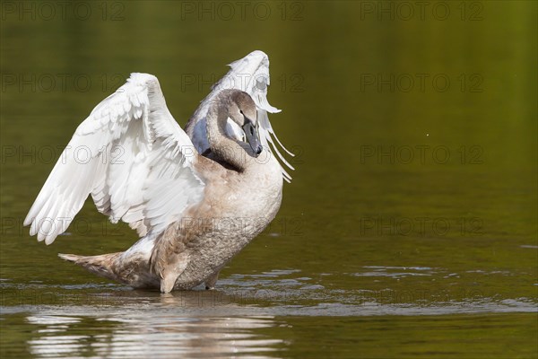 Young Mute Swan (Cygnus olor)