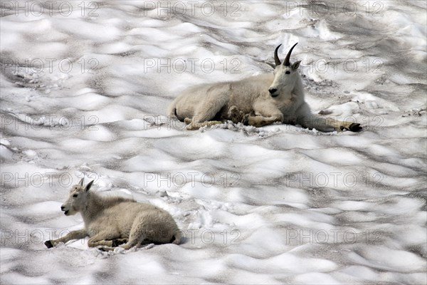 Mountain Goats (oreamnos americanus) on a snow field