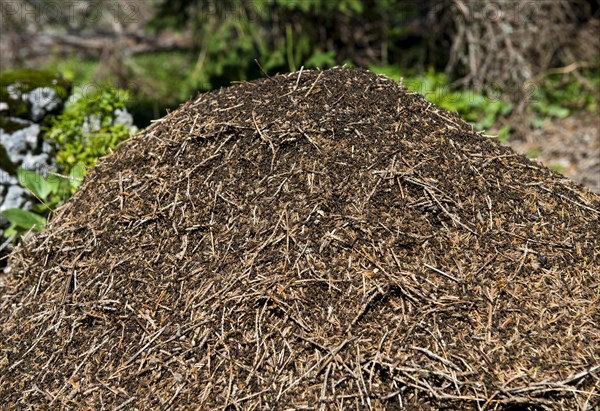 Anthill of the the Swiss Mountain wood ant (Formica paralugubris)