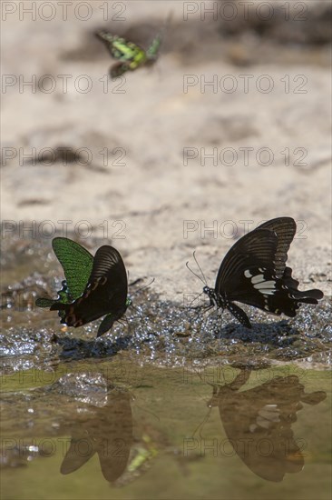 Butterflies (Papilio palinurus) in Khao Yai National Park