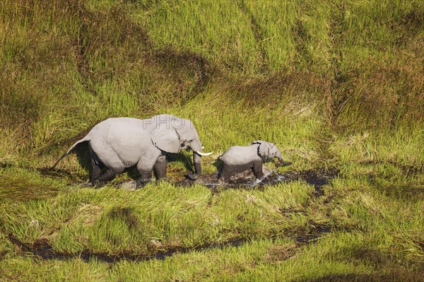 African Elephants (Loxodonta africana)