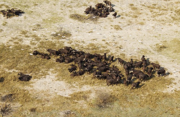 Cape Buffaloes (Syncerus caffer caffer)