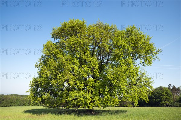 Oak on the Vojsice meadows