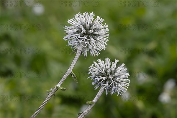 Glandular Globe-thistle (Echinops sphaerocephalus)