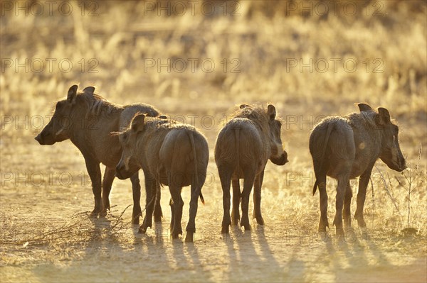 Warthog (Phacochoerus africanus)