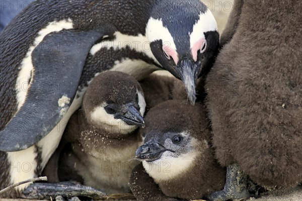 African Penguin (Spheniscus demersus)