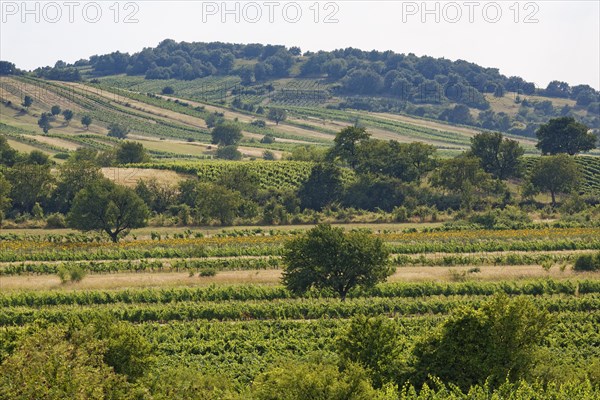 Vineyards near Oggau am Neusiedler See