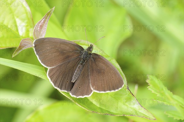 Ringlet (Aphantopus hyperantus)