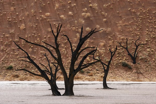 Dead camel thorn trees (Vachellia erioloba)