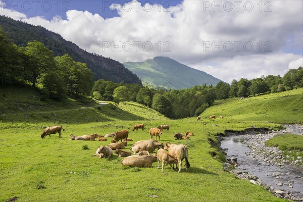 Herd of cows in a meadow