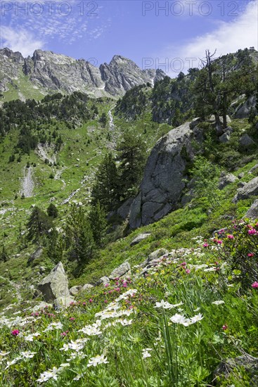 Flower meadow