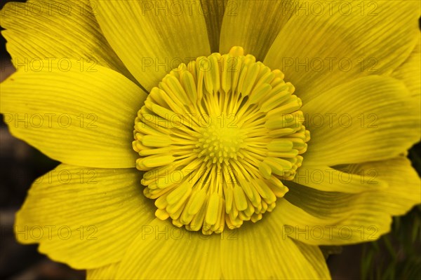 Pheasant's Eye (Adonis vernalis)