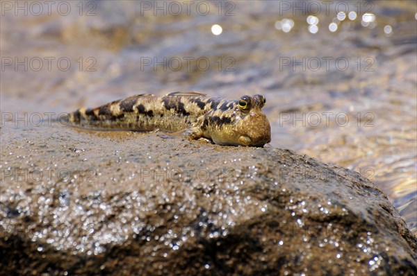 Barred Mudskipper (Periophthalmus argentilineatus) sitting on a rock on the shore
