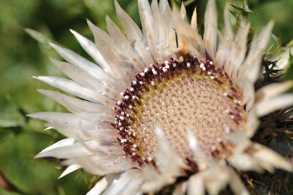 Stemless carline thistle (Carlina acaulis)