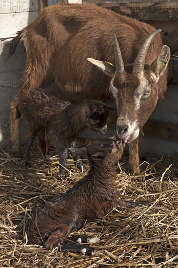 She-goat licking her newborn goatlings in the stable