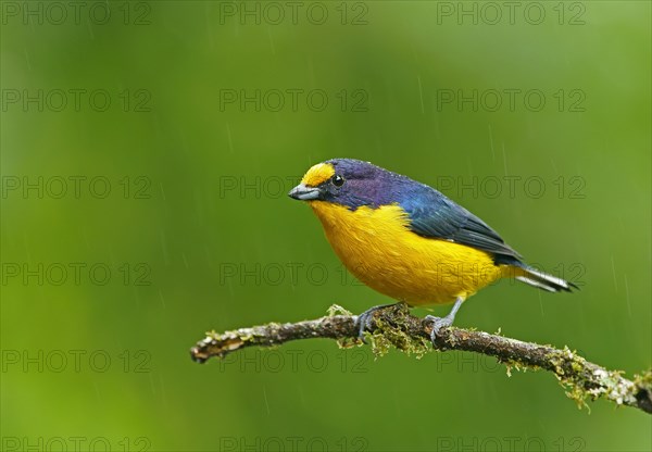 Euphonia violacea (Euphonia violacea)