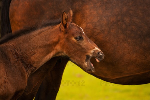 Yawning brown foal