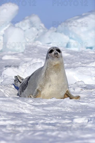 Harp Seal or Saddleback Seal (Pagophilus groenlandicus