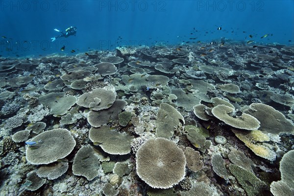 Diver over reef flat with Acropora table coral (Acropora hyacinthus)