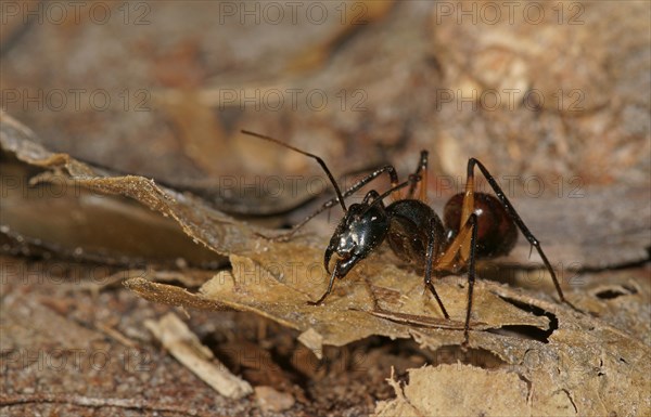 Giant forest ant (Camponotus gigas)