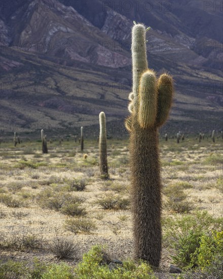 Plateau with Echinopsis atacamensis cacti