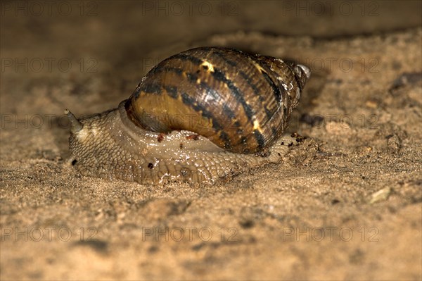 Terrestrial snail species (Pulmonata spec.)