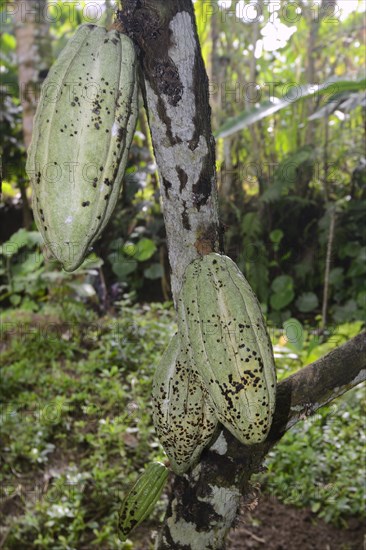 Green fruits on a Cocoa Tree (Theobroma cacao)