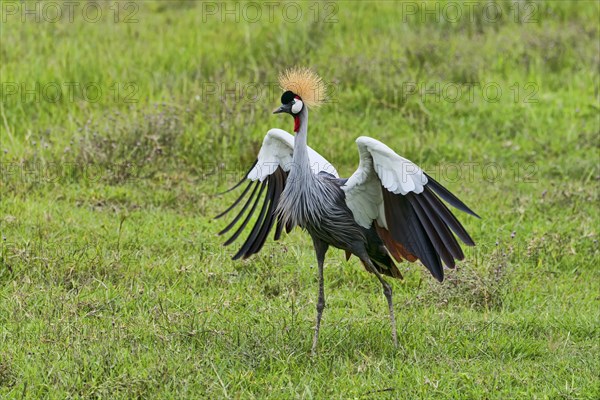 Grey Crowned Crane (Balearica regulorum)