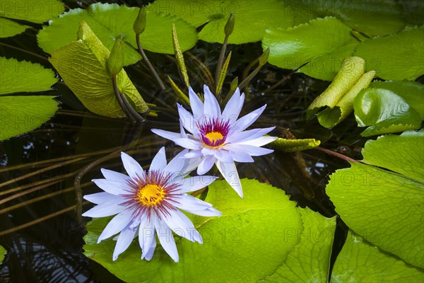 Water Lilies (Nymphaea)