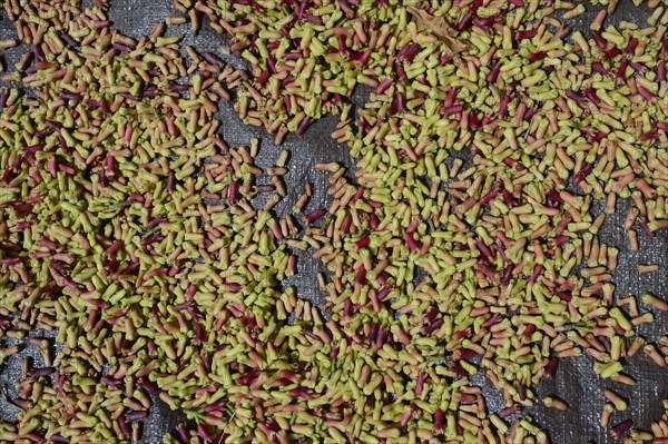 Freshly-harvested cloves (Syzygium aromaticum) laid out to dry