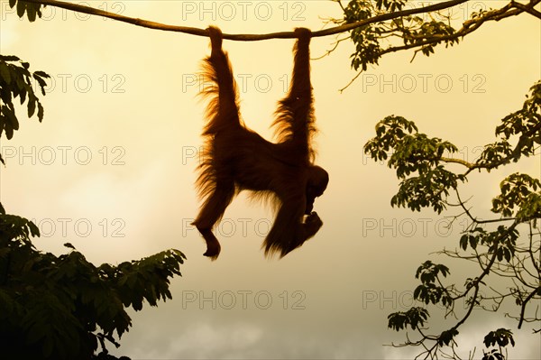 Bornean Orangutan (Pongo pygmaeus) hanging on a rope