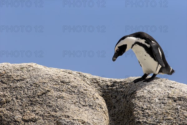 African Penguin (Spheniscus demersus)