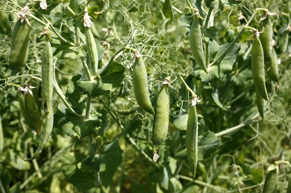 Pea plants with pods (Pisum sativum)