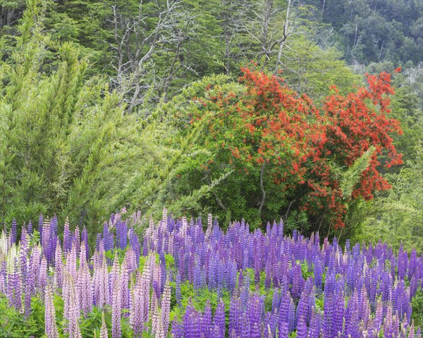 Lupines (Lupinus sp.) and Chilean firebush (Embothrium coccineum)