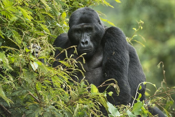 Mountain Gorilla (Gorilla beringei beringei)