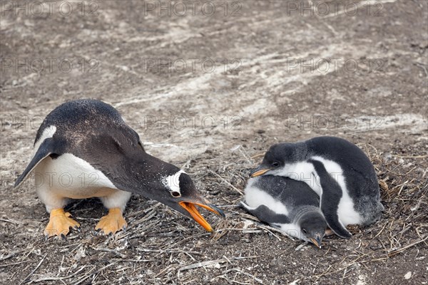 Gentoo Penguin (Pygoscelis papua) with chick
