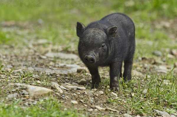 Vietnamese potbelly pig (Sus scrofa f. domestica)