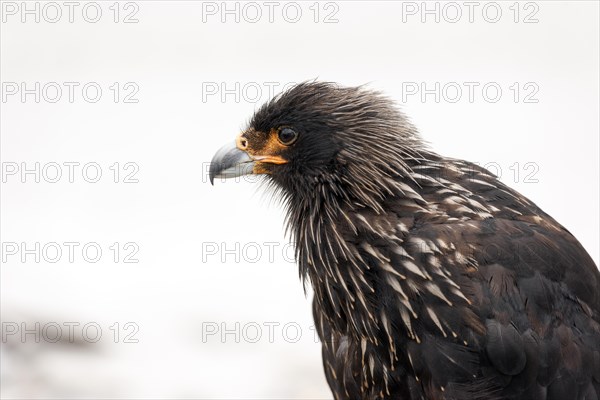 Striated Caracara (Phalcoboenus australis)