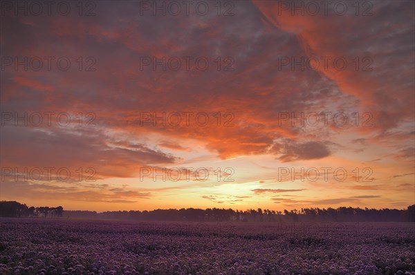 Field with Self-heal