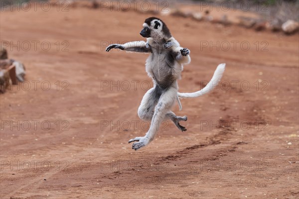 Dancing' Verreaux's sifaka (Propithecus verreauxi)