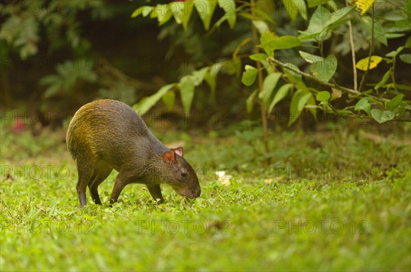 Central American Agouti or Punctate Agouti (Dasyprocta punctata)